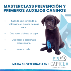 Masterclass Prevención y Primeros Auxilios Caninos