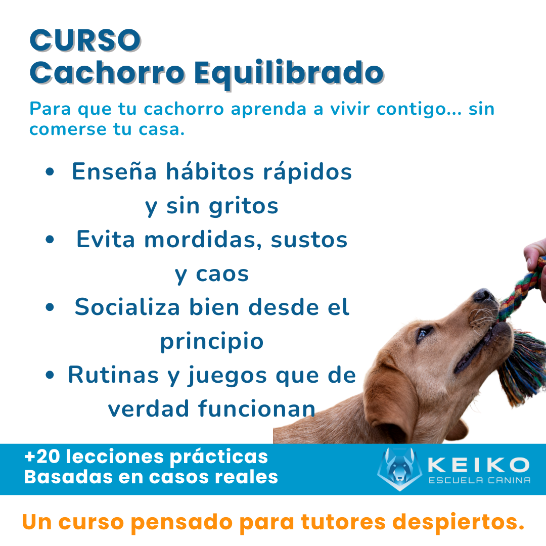 Curso Cachorros Equilibrados